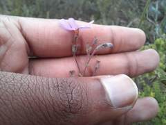 Jamesbrittenia foliolosa