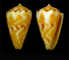 Conus bessei