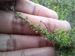 Jamesbrittenia foliolosa