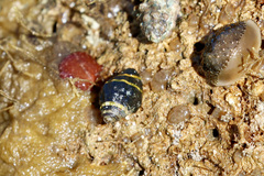 Engina mendicaria