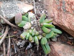 Corpuscularia lehmannii