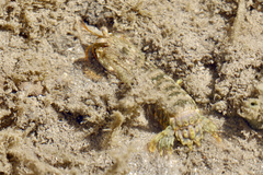 Gonodactylus chiragra