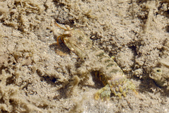 Gonodactylus chiragra