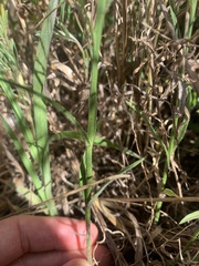 Wahlenbergia luteola