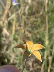 Wahlenbergia luteola