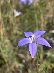 Wahlenbergia luteola