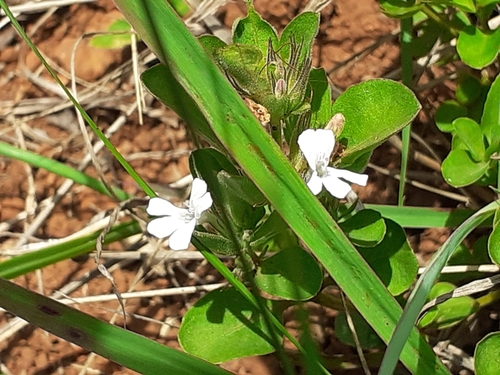 Image of Dyschoriste burchellii by (c) grabbarg, some rights reserved (CC BY-SA)