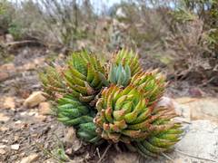 Haworthiopsis fasciata