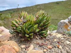 Haworthiopsis fasciata