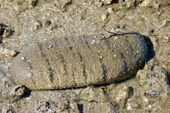 Holothuria scabra