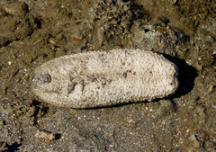 Holothuria scabra