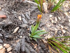 Bergeranthus scapiger