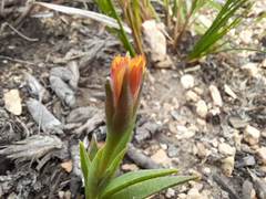 Bergeranthus scapiger