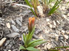 Bergeranthus scapiger