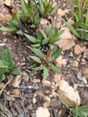 Bergeranthus scapiger