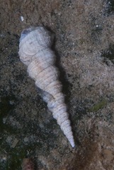 Image of Turritella capensis