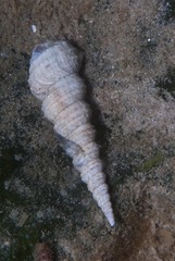 Turritella capensis