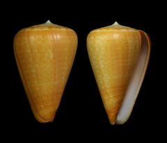 Conus betulinus