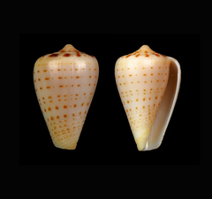 Conus betulinus