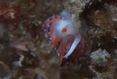 Cratena sp-a