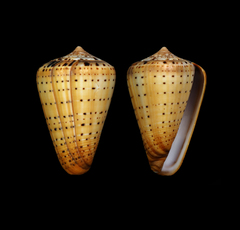 Conus betulinus