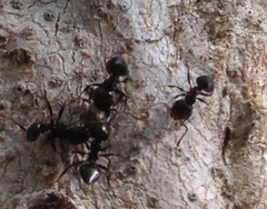 Crematogaster ashmeadi