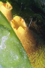 Ascidia incrassata