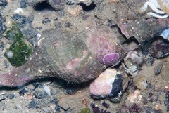 Africofusus ocelliferus