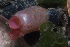 Ascidia caudata