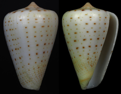 Conus betulinus