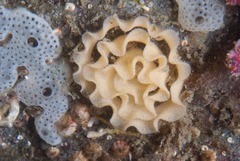 Doriopsis granulosa
