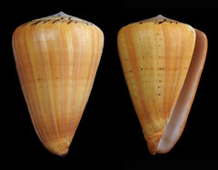 Conus betulinus