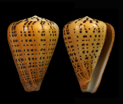 Conus betulinus