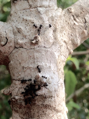 Crematogaster ashmeadi