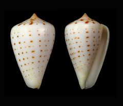 Conus betulinus