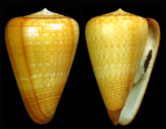 Conus betulinus