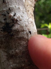 Crematogaster ashmeadi