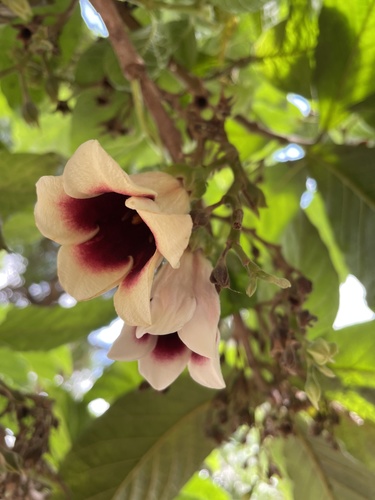 Aoranthe