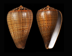 Conus betulinus