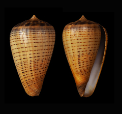 Conus betulinus