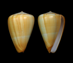 Conus betulinus