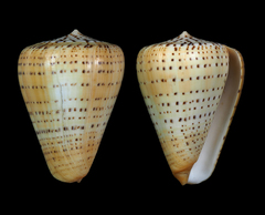 Conus betulinus
