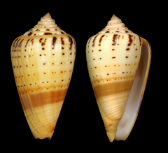 Conus betulinus