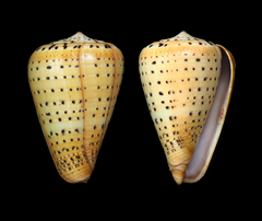 Conus betulinus