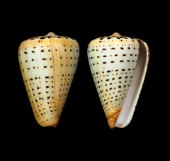 Conus betulinus