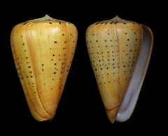 Conus betulinus