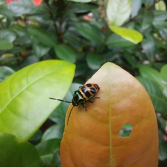 Chrysocoris fascialis