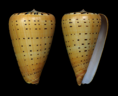 Conus betulinus image