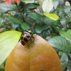Chrysocoris fascialis