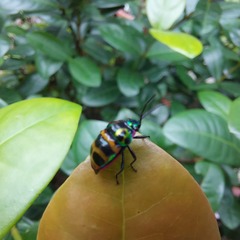 Chrysocoris fascialis
